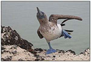 SAmerica\SA-Galapagos